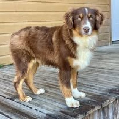 Vulcain( verynice velcro ) Du Domaine Du Clos Australien