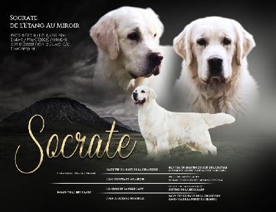 Socrate De L'étang Au Miroir