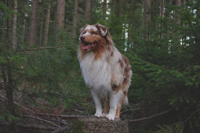Tobby De Nemausus Austral