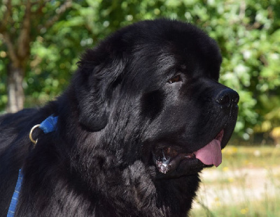 CH. dar lukinograda Lukas