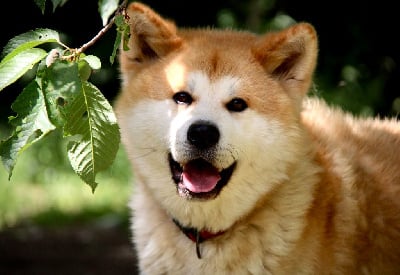 Také du domaine des Sakura