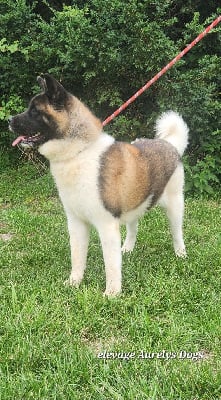 https://chiens-de-france.com/photo/chiens/2025_09/tn200/TN200_chiens-Akita-americain-72a7a609-a7cb-a894-3972-d154dcf7bc3b_min.jpg
