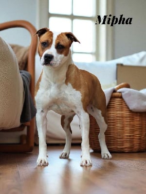 https://chiens-de-france.com/photo/chiens/2025_09/tn200/TN200_chiens-American-Staffordshire-Terrier-234fa8bd-f615-43d4-69ee-62b9605a46f9_min.jpg