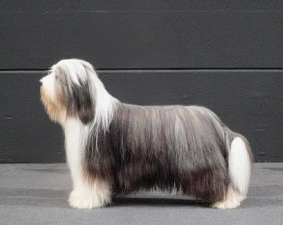 CH. graceful pearls Barcelona