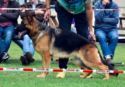https://chiens-de-france.com/photo/chiens/2025_09/tn200/TN200_chiens-Berger-Allemand-bdb7a552-2e70-1954-19bd-4aa5f457a993_min.jpg