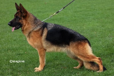 https://chiens-de-france.com/photo/chiens/2025_09/tn200/TN200_chiens-Berger-Allemand-f3c30ee6-d801-4524-b51c-fa60cc665307_min.jpg
