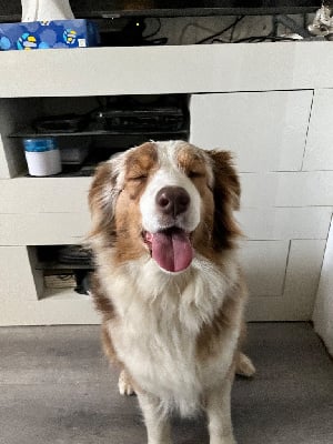https://chiens-de-france.com/photo/chiens/2025_09/tn200/TN200_chiens-Berger-Australien-204dc365-d902-f0f4-6df6-5dd82869a6ff_min.jpg