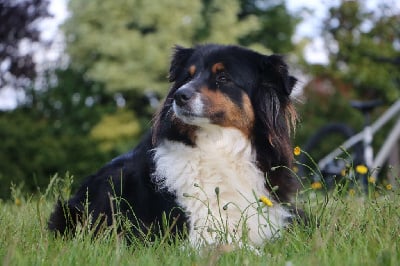 Lilie (Sans Affixe)