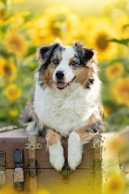 https://chiens-de-france.com/photo/chiens/2025_09/tn200/TN200_chiens-Berger-Australien-711b1173-145c-af64-6d27-c4dde90845f2_min.jpg