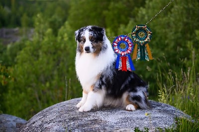 CH. TR. Raise-for-fame (dit alec) du glacier des pandas