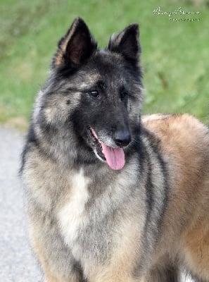 https://chiens-de-france.com/photo/chiens/2025_09/tn200/TN200_chiens-Berger-Belge-f841b133-ef30-cbf4-bd2f-4e315271aaaf_min.jpg