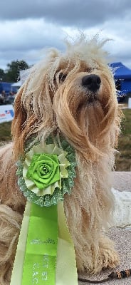 CH. Vico l'original Du Buisson De La Pass?e