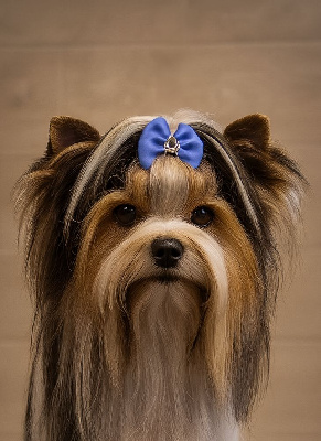 CH. white promiss Ami jovy