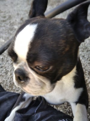 https://chiens-de-france.com/photo/chiens/2025_09/tn200/TN200_chiens-Boston-Terrier-d4cca6bb-06b5-80d4-716c-39576b21cd4d_min.jpg