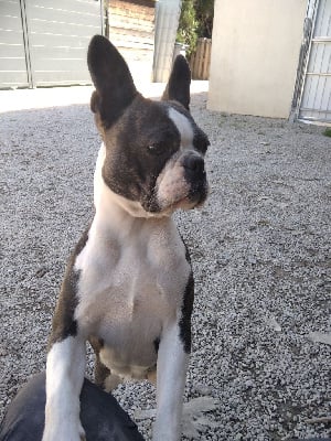 https://chiens-de-france.com/photo/chiens/2025_09/tn200/TN200_chiens-Boston-Terrier-e1af3cbe-d872-51a4-1181-f83bba1cee9c_min.jpg
