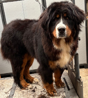 Velvet blues De La Cathedrale Des Ours