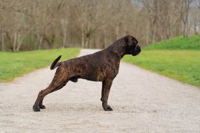 White Back Ukyo the shadow of the sun