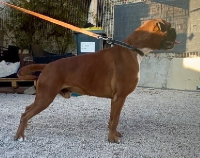 Totti Della Furia Divina