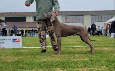 Very nice Des Silver Weims De L'Odon