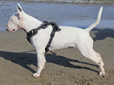 https://chiens-de-france.com/photo/chiens/2025_09/tn200/TN200_chiens-Bull-Terrier-21a4530b-873e-c8d4-6dfc-8ee184a7fd11_min.jpg