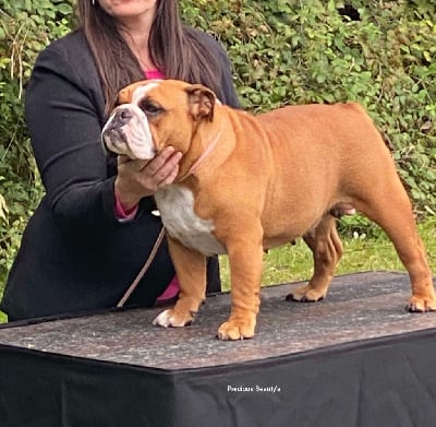 https://chiens-de-france.com/photo/chiens/2025_09/tn200/TN200_chiens-Bulldog-Anglais-0fd61de7-9937-5d54-9591-d34fe51a9017_min.jpg