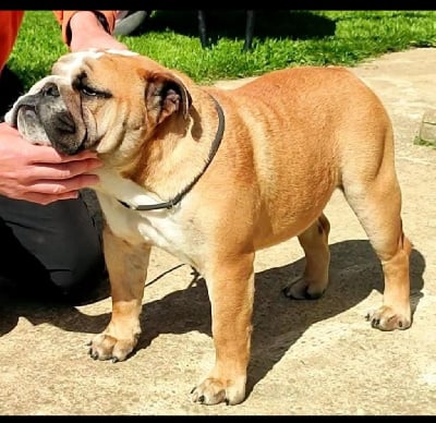 fat puppy's Darkness bright