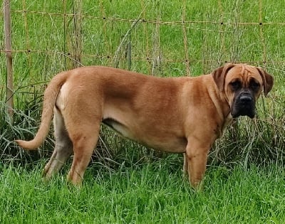https://chiens-de-france.com/photo/chiens/2025_09/tn200/TN200_chiens-Cane-Corso-4013d808-3373-5e04-418c-c5eaaf52b9ff_min.jpg