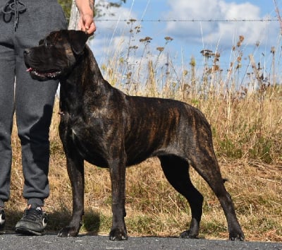 https://chiens-de-france.com/photo/chiens/2025_09/tn200/TN200_chiens-Cane-Corso-6c076cf7-3486-f6d4-4db8-e4c4a43f1174_min.jpg