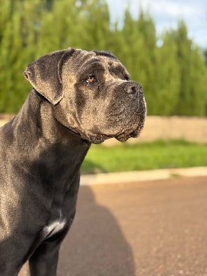 https://chiens-de-france.com/photo/chiens/2025_09/tn200/TN200_chiens-Cane-Corso-fbd96769-6ca0-bf04-558c-1570b1f8cdec_min.jpg