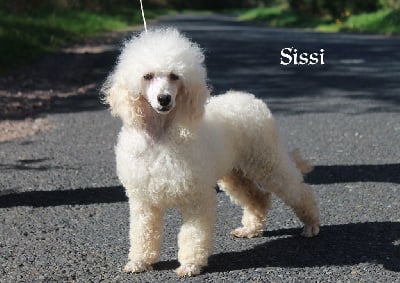 https://chiens-de-france.com/photo/chiens/2025_09/tn200/TN200_chiens-Caniche-6b623670-e839-a2b4-311a-7f52bfad60fa_min.jpg