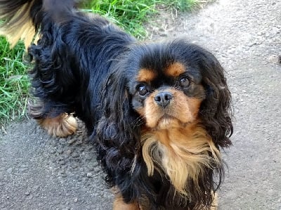 Tonnerre de brest of Sevijean's