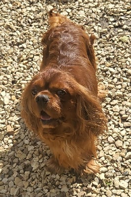 Peter Du Domaine Du Jardin Des Roses