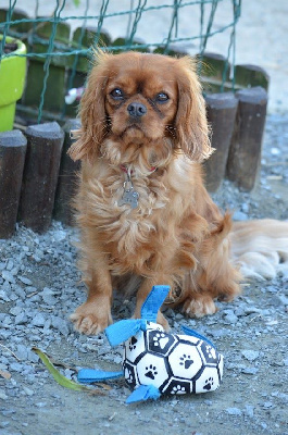https://chiens-de-france.com/photo/chiens/2025_09/tn200/TN200_chiens-Cavalier-King-Charles-Spaniel-62d75909-f46a-7644-398e-8afaab14333f_min.jpg