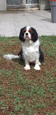 https://chiens-de-france.com/photo/chiens/2025_09/tn200/TN200_chiens-Cavalier-King-Charles-Spaniel-844bce93-a00f-b1c4-4560-9fb75105d10d_min.jpg