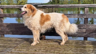 CH. Garmo negro patou de l'orri