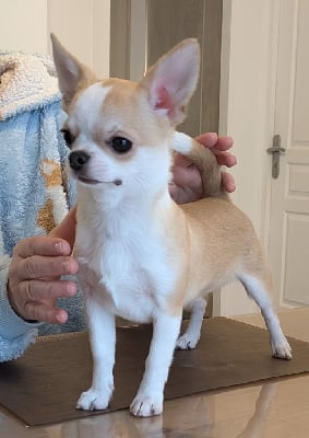 legado de lagos Veejim octavio