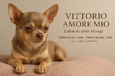 Vittorio mio amore De La Contr?e Des Elfes