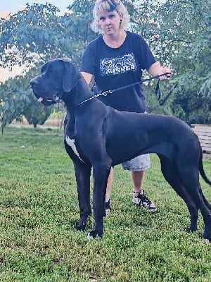 https://chiens-de-france.com/photo/chiens/2025_09/tn200/TN200_chiens-Dogue-allemand-982ebdff-49f1-9cb4-99a5-8d65e4a7a22d_min.jpg