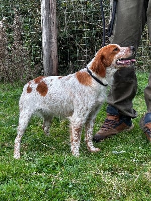 https://chiens-de-france.com/photo/chiens/2025_09/tn200/TN200_chiens-Epagneul-Breton-4a3a15f0-ee5e-27f4-d563-c9ed40a4e597_min.jpg