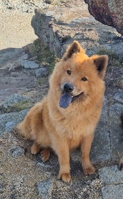 https://chiens-de-france.com/photo/chiens/2025_09/tn200/TN200_chiens-Eurasier-48e7b30a-89a5-5494-a59d-3fe136e79fa8_min.jpg