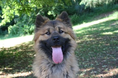 https://chiens-de-france.com/photo/chiens/2025_09/tn200/TN200_chiens-Eurasier-5f2355d8-c441-1924-c571-aaecd2e36258_min.jpg