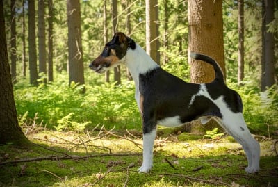 CH. Fox Rebell Ricochet