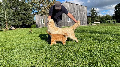 https://chiens-de-france.com/photo/chiens/2025_09/tn200/TN200_chiens-Golden-Retriever-7bd77b21-daa8-5e64-2547-ed2e657599fd_min.jpg