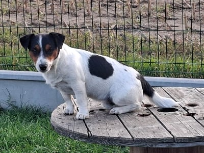 Viking de la pinkinerie