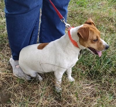 https://chiens-de-france.com/photo/chiens/2025_09/tn200/TN200_chiens-Jack-Russell-Terrier-8edac517-87d3-4074-d97f-f92dcd7d708c_min.jpg