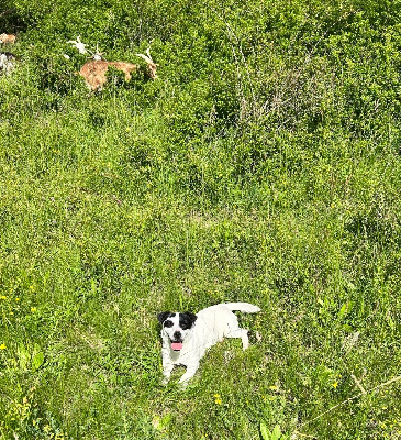 https://chiens-de-france.com/photo/chiens/2025_09/tn200/TN200_chiens-Jack-Russell-Terrier-aedf75c0-096d-8f04-f588-59ab628bc18a_min.jpg