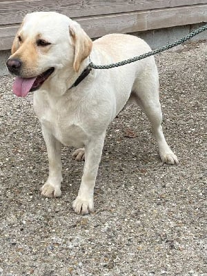 https://chiens-de-france.com/photo/chiens/2025_09/tn200/TN200_chiens-Labrador-Retriever-0816d5a2-8cfe-5764-8d65-a1bc7e7887d8_min.jpg