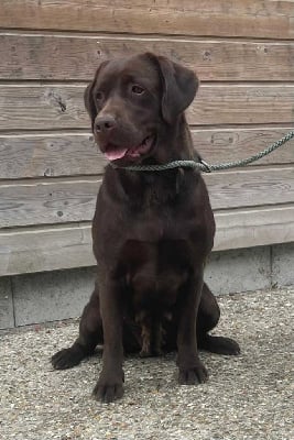 https://chiens-de-france.com/photo/chiens/2025_09/tn200/TN200_chiens-Labrador-Retriever-c915a97a-160e-0404-75d8-a67050a6a9b8_min.jpg