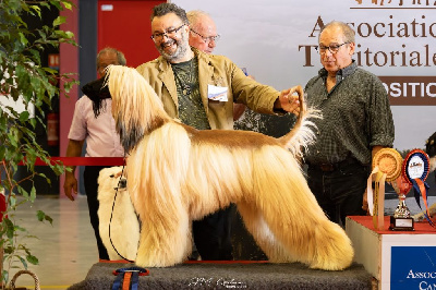 CH. Du Troisieme Jour Uzziel de Shante et Sovereign