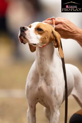 https://chiens-de-france.com/photo/chiens/2025_09/tn200/TN200_chiens-Pointer-3947854b-c9da-aa74-31d4-9845f8a811f0_min.jpg